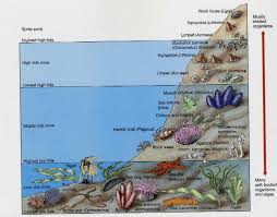 marine life classification chart ocean zones aquatic