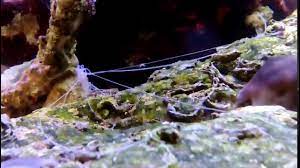 We did not find results for: Terebellidae Spaghetti Worms Youtube