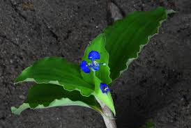 Image result for Commelina bracteosa