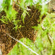 Award winning bee pest control company in perth. West London Pest Control West London Pest Control Wasp Nest Removal Bee Control