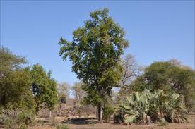 Image result for Spirostachys