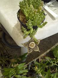 Image result for Mitriostigma axillare