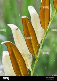 Image result for Acrostichum aureum