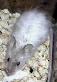 Whiskers are to be curly. Fancy Mice