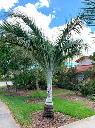 Image result for Pseudophoenix