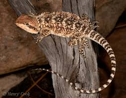 Image result for Pogonarthria refracta