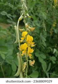 Image result for Crotalaria sphaerocarpa