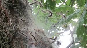 Teile des schlossparks schönbrunn wurden wegen der giftigen raupen gesperrt und auch in den anderen wiener parks wird intensiv an der entfernung der nester gearbeitet. Eichenprozessionsspinner Gefahrliche Raupe Ndr De Ratgeber Gesundheit