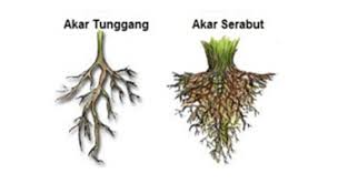 Menurut sumber, pokok tebu hitam atau nama saintifiknya sacharum offcinarum adalah salah satu herba caranya ialah selepas mencuci bersih, akar tebu hitam itu kemudiannya dikeringkan selama. Jenis Jenis Akar Tumbuhan Dan Strukturnya Pojok Ilmu
