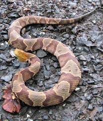 Northern Copperhead Snake In Morgan County West Virginia Snake Poisonous Snakes Beautiful Snakes