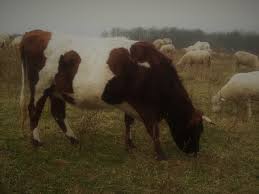 How much does this cost exactly? or what exactly does this cost? ('exactly' can go in more than one place). Raising Your Own Beef Is It Worth The Time And Effort Family Farm Livestock