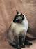 Chocolate Point Siamese - Cat Breed Information | Feline ...