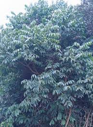 Image result for Vepris sansibarensis