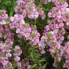Image result for Nemesia fruticans