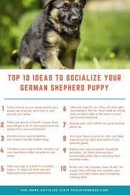 Top 10 To Socialize Your German Shepherd Puppies Germanshepherd German Shepherd Puppies German Shepherd Puppies Training Shepherd Puppies