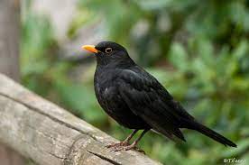 صور لطيور مع اسمائها photos birds with their names التجمع المغربي لعلم الطيور