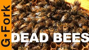 Large numbers of dead and dying bees outside the hive entrance is often due to encounter with pesticides. My Bees Are Dead Here S Why Beekeeping 101 Gardenfork Youtube