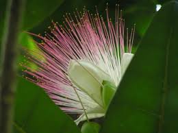 Pin On Flower Pictures Just Cuz I Like Them