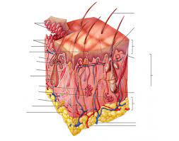 Components Of The Integumentary System Quiz