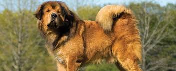 Browse 314 tibetan mastiff stock photos and images available or search for tibetan mastiff puppy to find more great stock photos and pictures. Tibetan Mastiff Dog Breed Profile Petfinder