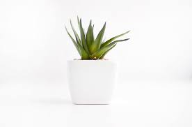 Check spelling or type a new query. House Plant White Pot Green Nature Minimal Wallpaper High Resolution Piqsels