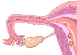 Adnexa Uteri Definition Functions Study Com