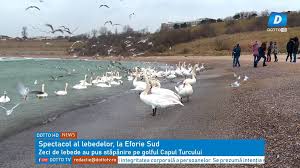 Este un camping micut care permite practic este vorba despre pensiunea capul turcului care are amenajat langa ea un mic camping la nici 15 metri de plaja. Dotto Tv Spectacol Al Lebedelor La Eforie Sud Facebook