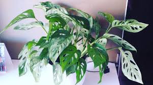 Jenis tanaman hias yang laku dijual. 5 Tanaman Hias Paling Laris Di Pasar Lokal Hingga Mancanegara