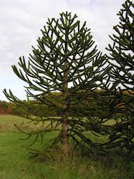 Their natural habitat is in the mountains (between 600 and 1700 m.a.s.l.), at full sun and specially growing in volcanic, well drained and nutrient rich soil. Tumbuhan Berbiji Terbuka Wikipedia Bahasa Indonesia Ensiklopedia Bebas