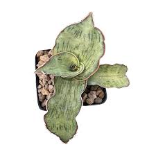 Image result for Sansevieria kirkii