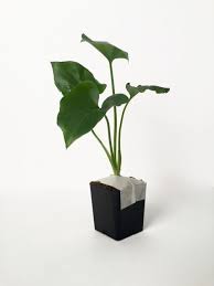 Megansplants Tree Philodendron Philodendron Selloum Philodendron Tree New Baby Products