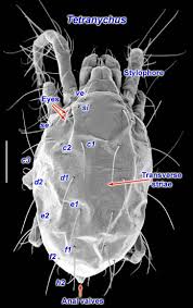 Image result for Tetranychidae grapevine