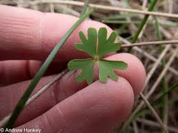 Image result for Marsilea macrocarpa