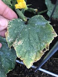 Image result for thrips damage on cucumber