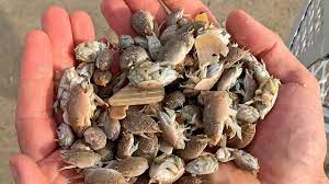 Don't scratch the bites as they may get infected and look even worse. Catching Jumbo Sand Fleas Shorts Youtube
