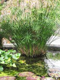 Image result for Cyperus sp. no. 1