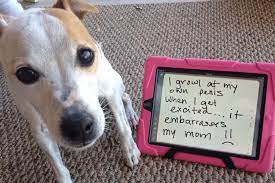 Moreover, you and everybody else should ignore an agitated dog because in this way you can show it that its behavior doesn't bring anything. Calm Down Buddy Calm Down Dogshaming