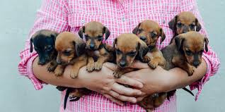 Above you will find the latest dachshund puppies which we have for sale. When My Baby Dachshund Becomes An Adult What Changes