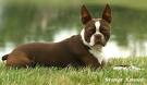 Available Puppies – Red Fire Boston Terriers