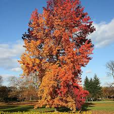 We did not find results for: 5ft Sweet Gum Tree 9l Pot Liquidambar Styraciflua 41 99