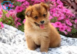 While yorkies generally have black and tan coats, the porkie often has the long hair of the yorkie with the tan, white or other solid colors of the pomeranian. Pom Yorkie Puppies Off 73 Www Usushimd Com