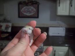 Variety of colors to find out what we currently have available please give us a call. Very Tame Sweet Teddy Bear Hamster Babies For Sale In Spokane Washington Classified Americanlisted Com