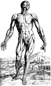 Broadly considered, human muscle—like the muscles of. Anatomy Physiology Muscular System