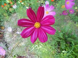 Plant A Few Cosmos Seeds And You Ll Soon Have Vasefuls Of Flowers Plants Flowers Seeds