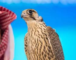 Image of صقور