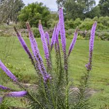 Image result for Pycnostachys schliebenii