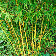 Golden Bamboo For Sale Fast Growing Trees Golden Bamboo Golden Bamboo Plant