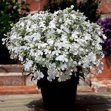 Pin On Gardening