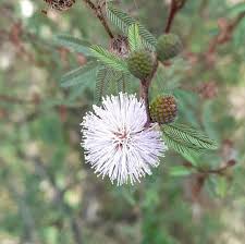 Image result for Mimosa pigra