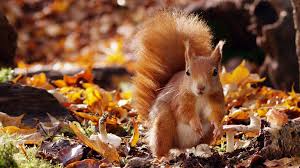 This will help you locate your area and see which types of birds you should be looking for. Rope Bridge Offers Squirrels Safe Crossing Bbc News